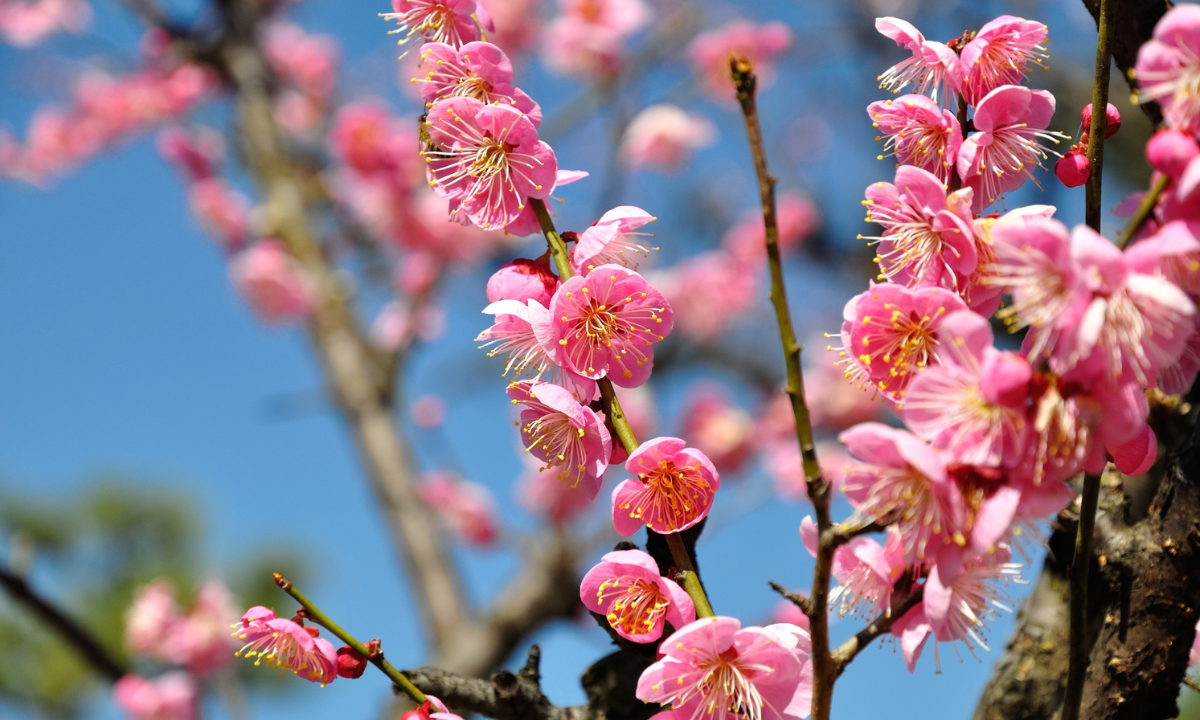 筑波山梅まつり